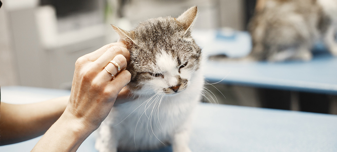 Affordable Vet Care in Jacksonville, FL: What Options are Available to Treat Your Cat's Allergies?