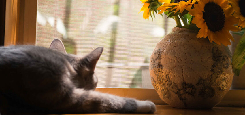 From Scratching to Sneezing: Understanding and Treating Your Cat’s Allergies with Affordable Vet Care in Jacksonville, FL