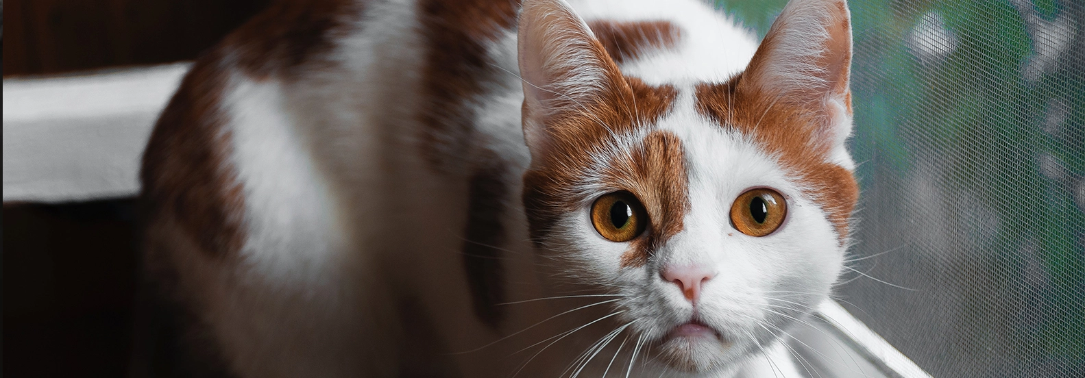 From Whiskers to Tail: How the Best Cat Vets at Clinics in Jax Beach Meet Every Need