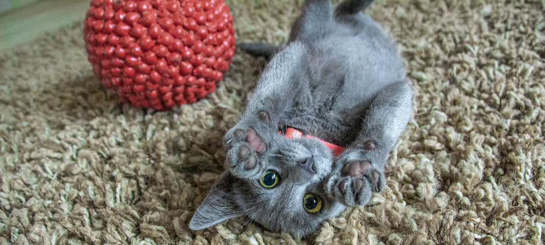 Fun Toys to Keep Your Feline Friend Busy