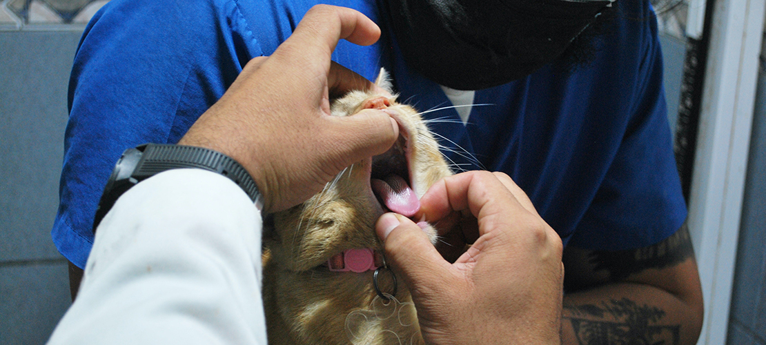 Prevention is Key: How Regular Vet Checkups Help Keep Your Cat Healthy