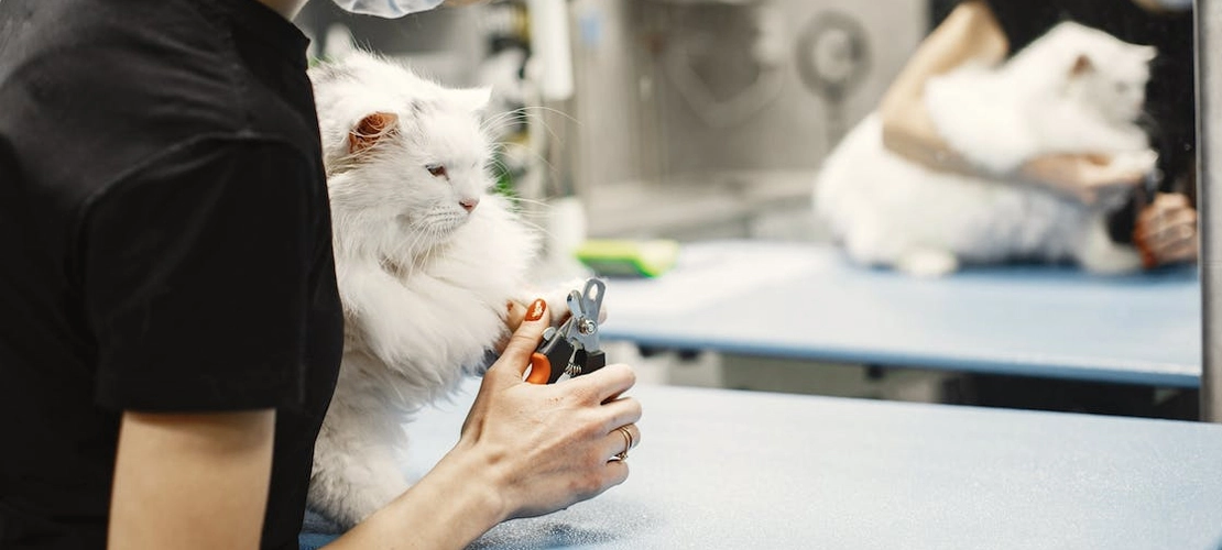 services offered by the experienced vet team for cats