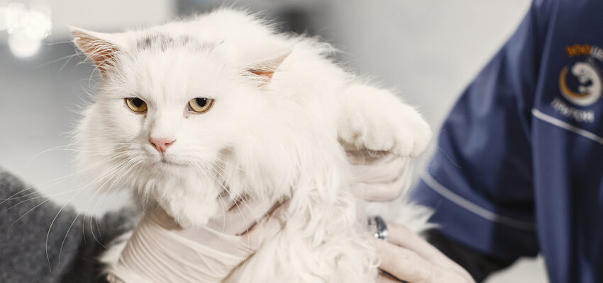 Stay Ahead of the Game – Why Routine Vet Visits Are Vital for Your Cat’s Health