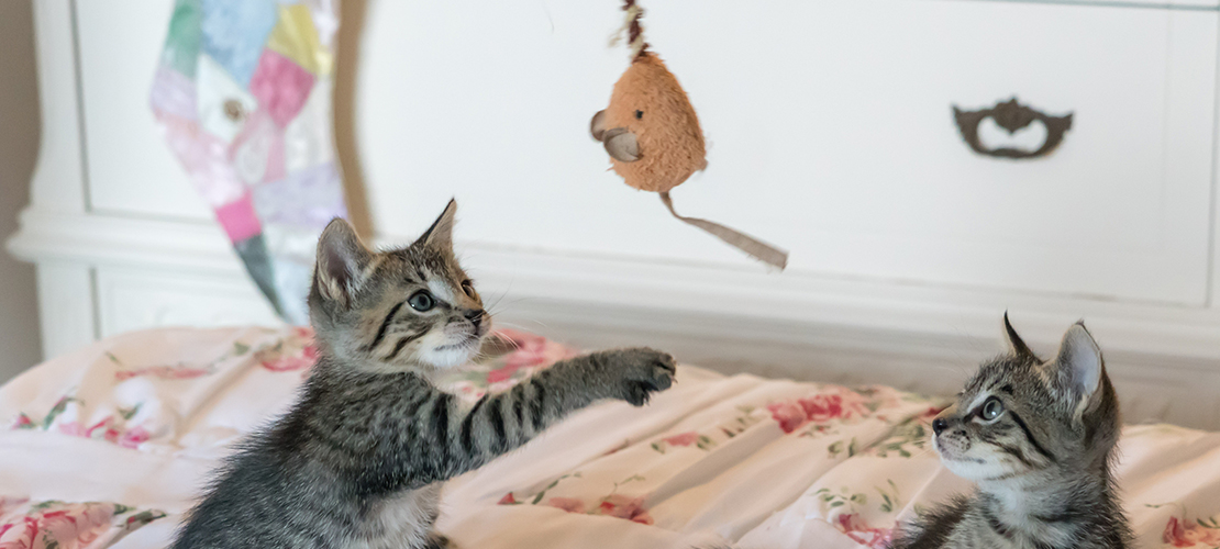 The Importance of Playtime for Cats