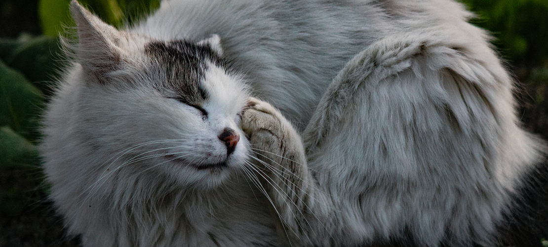 What Causes Cat Allergies, and How Can You Identify Symptoms?