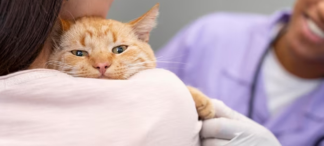 What to Expect When Taking Your Cat to a Clinic in Jax Beach?