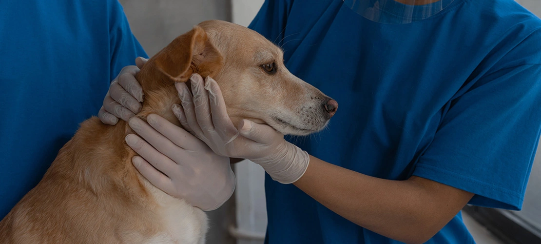 finding joy inside an animal hospital in jacksonville fl