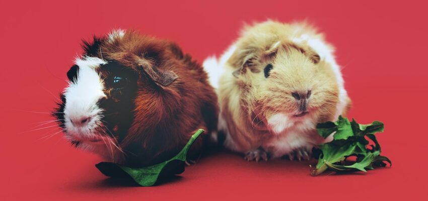 Furry Friends in Trouble: Common Medical Concerns for Guinea Pigs