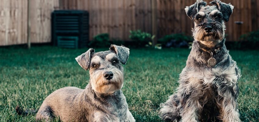 Garden Safety 101: Protecting Your Pets the Easy Way With Jacksonville Insider Advice