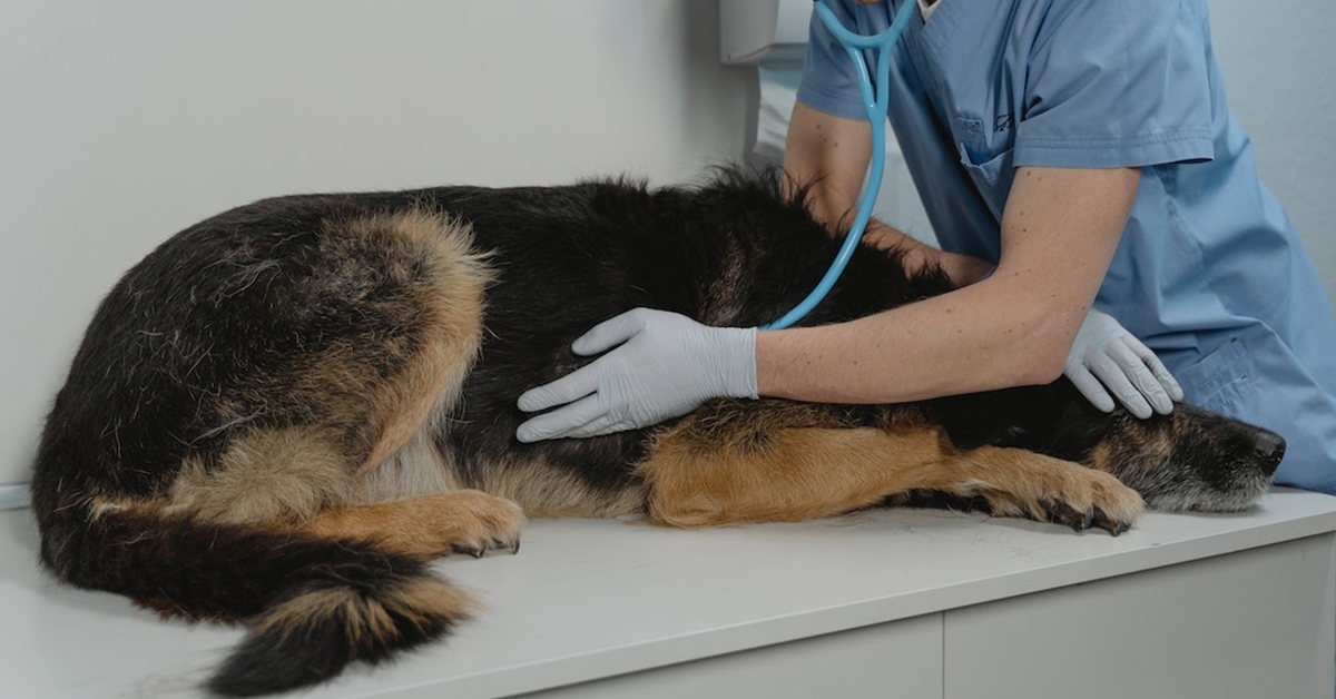 Harnessing the Power of Our Animal Hospital in Jacksonville, FL to Calm Your Pet