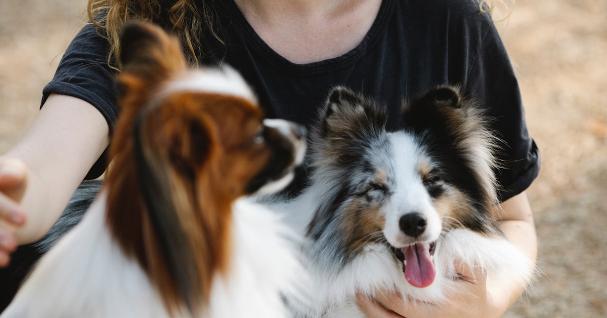 How to Make Your Pets Besties: Introducing Your New Pet to Your Current Furry Friend!