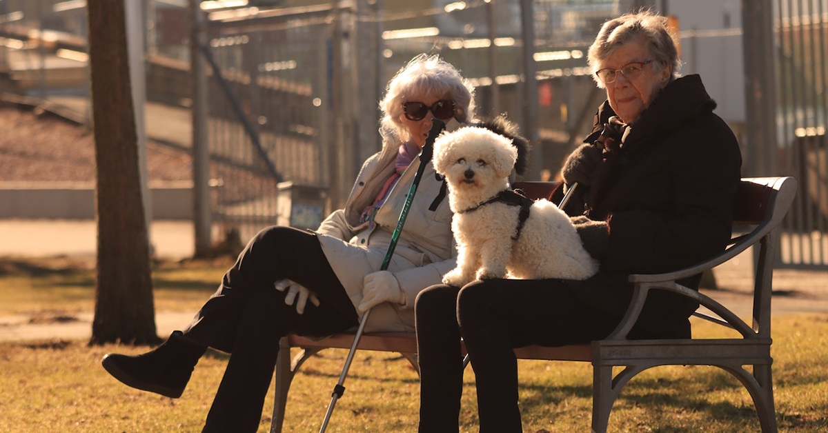 Physical Health Benefits of Owning a Dog for the Elderly