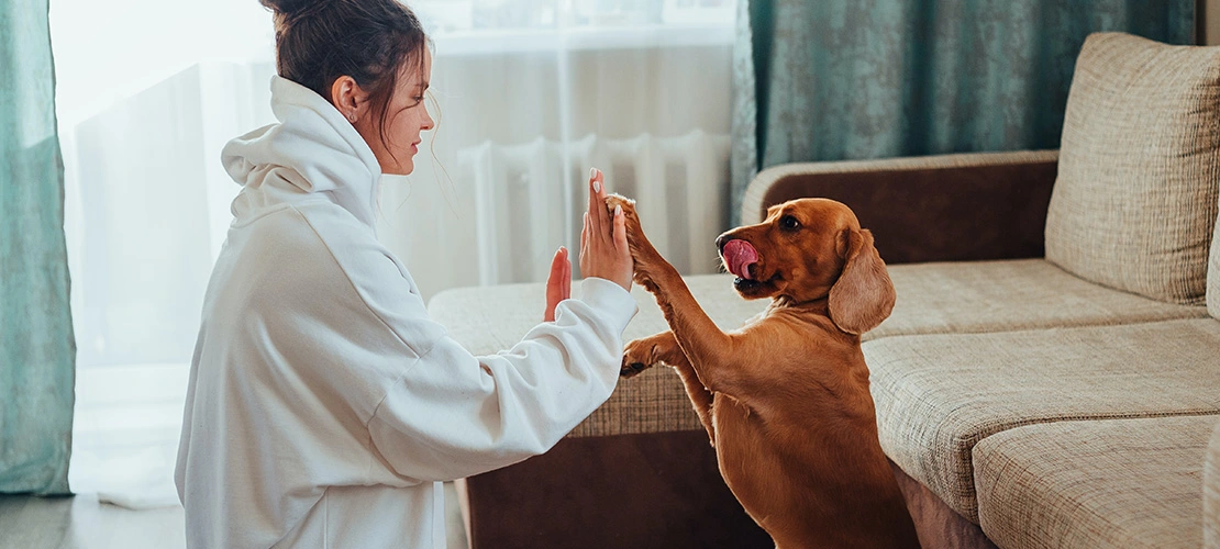 the healing power of animal companionship