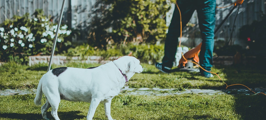 the importance of keeping pets safe in a garden environment