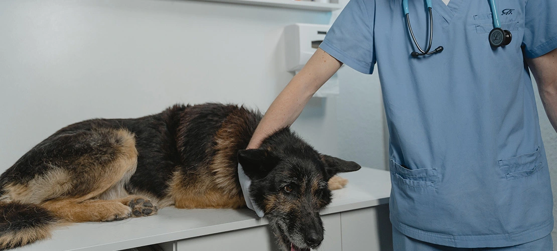 treatment options for dogs with hepatitis c