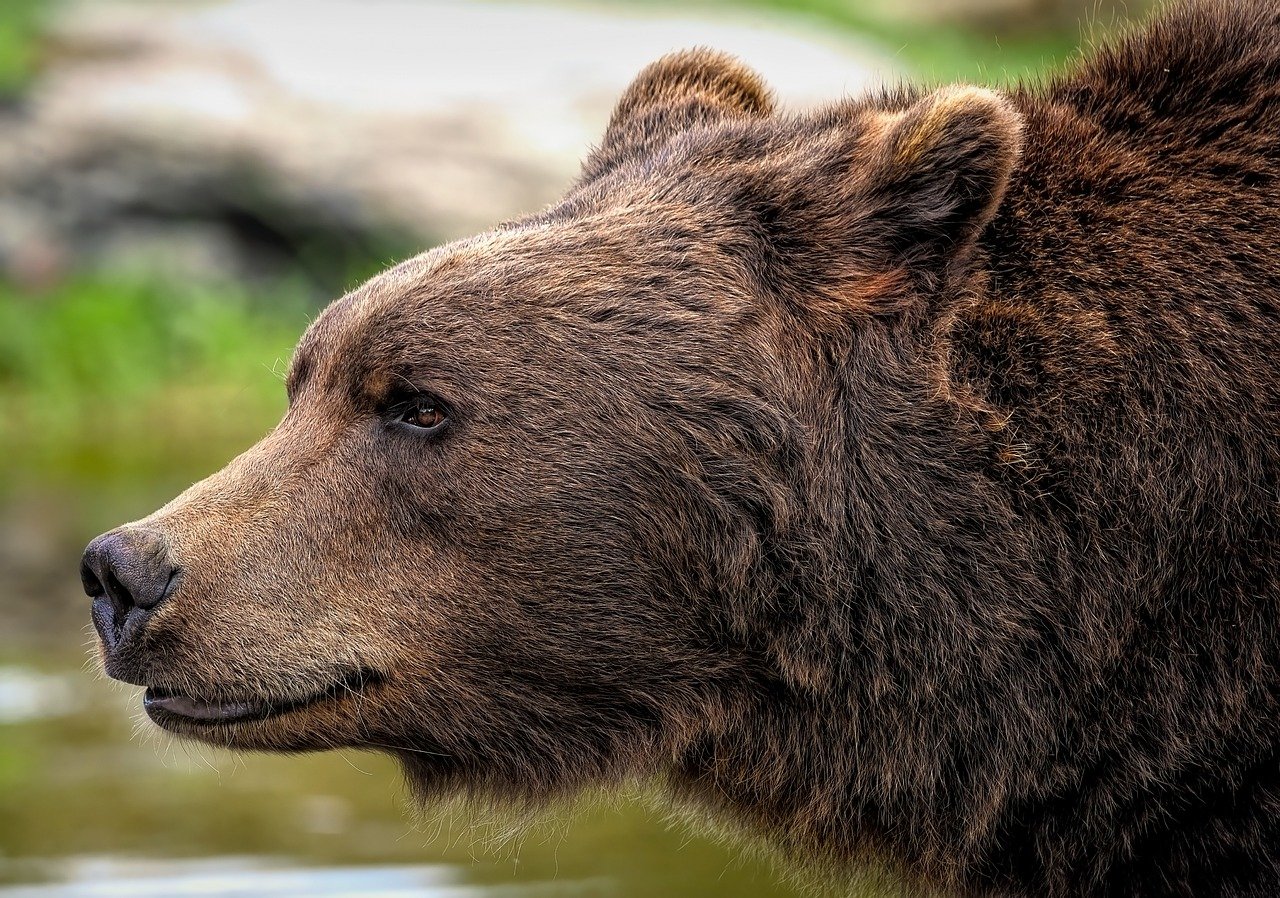 Gov. DeSantis Signs Controversial Bear Self-Defense Bill in FL